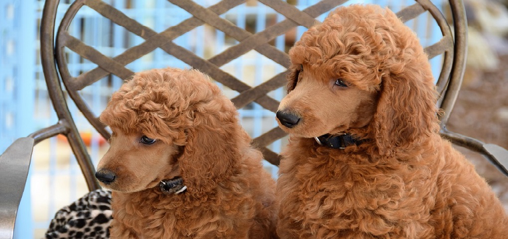 Benefits of Proper Dog Grooming